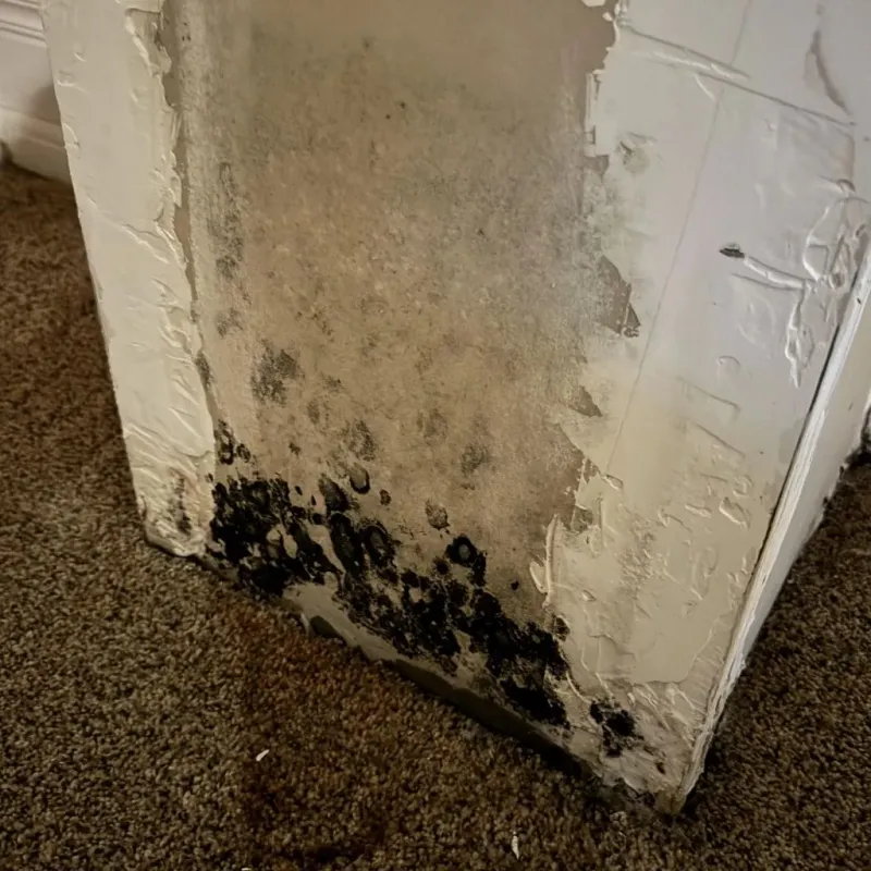 Professional Mold Removal in Enetai, WA